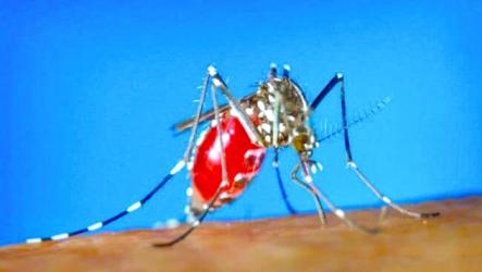 Dengue claims another 6 lives, 2158 new patients hospitalized