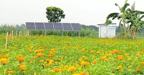 Solar irrigation brings savings, extra income to Jhenaidah farmers