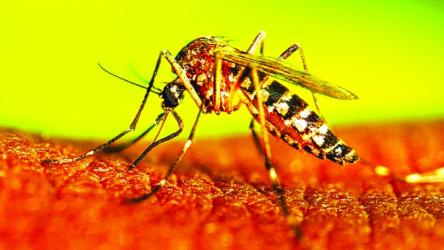 Dengue death toll crosses 300