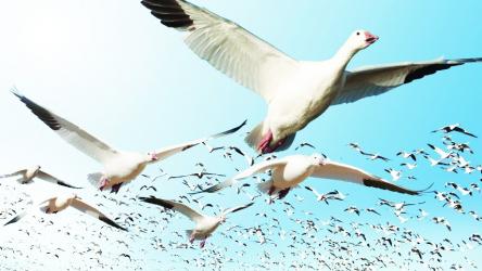 Migratory Birds Are Losing Their Way in the Sky