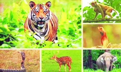 Rising Wildlife Trafficking Threatens Bangladesh's Biodiversity and Ecological Balance