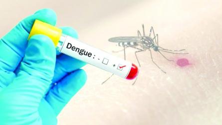 Dengue claims seven more lives