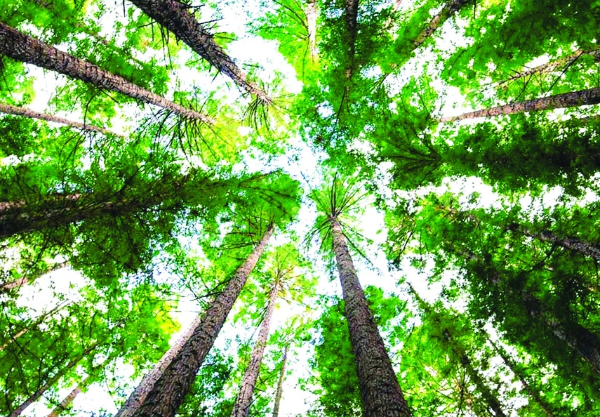 Trees Are Our Best Friends