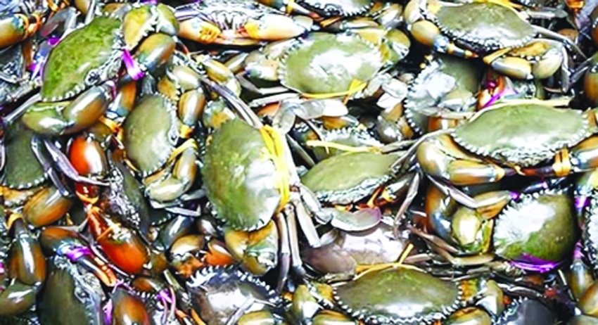 Crab exports have nearly  tripled in five years
