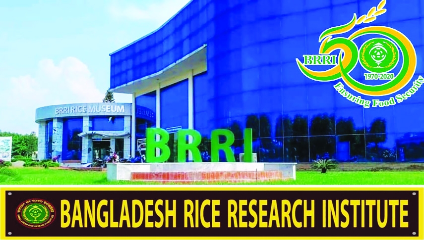BLB and Blast-Resistant Rice Varieties: BRRI’s Breakthrough