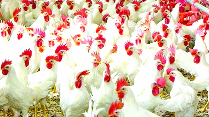 Chicken prices drop; eggs, sugar, onion get costlier
