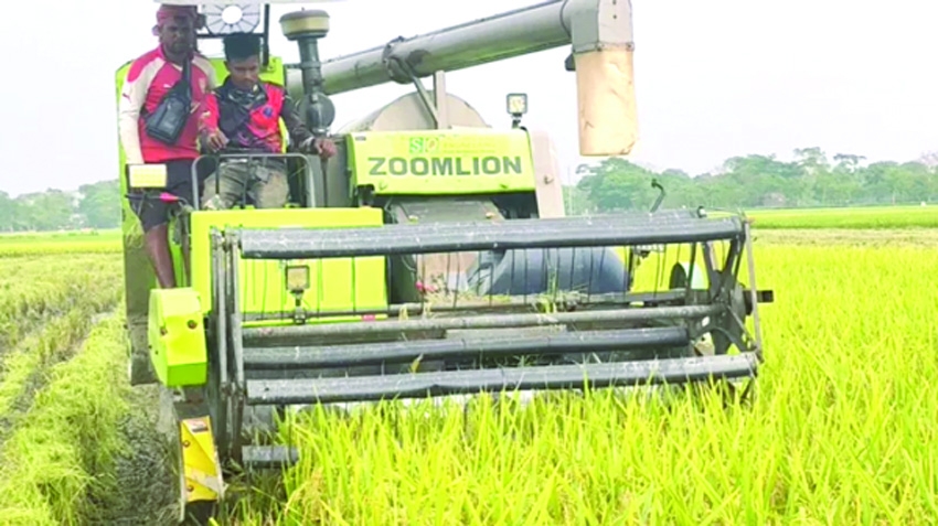 Diesel crisis, fuel price hike deepen harvesting woes for haor farmers