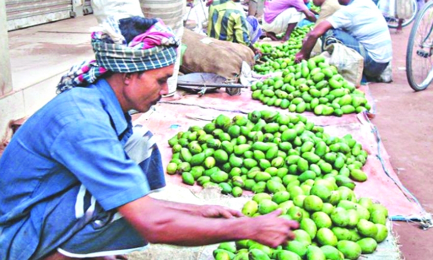 Heatwave triggers early mango drop in Rajshahi