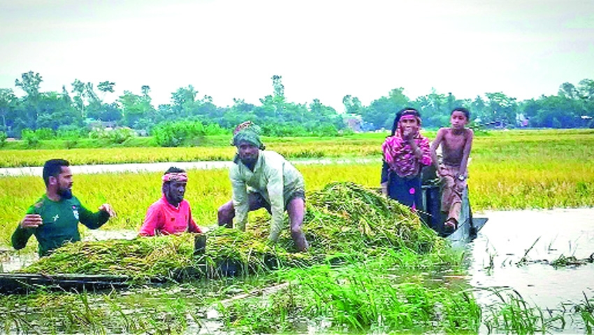 Boro on 3,000 hectares land goes under water in Kishoreganj 