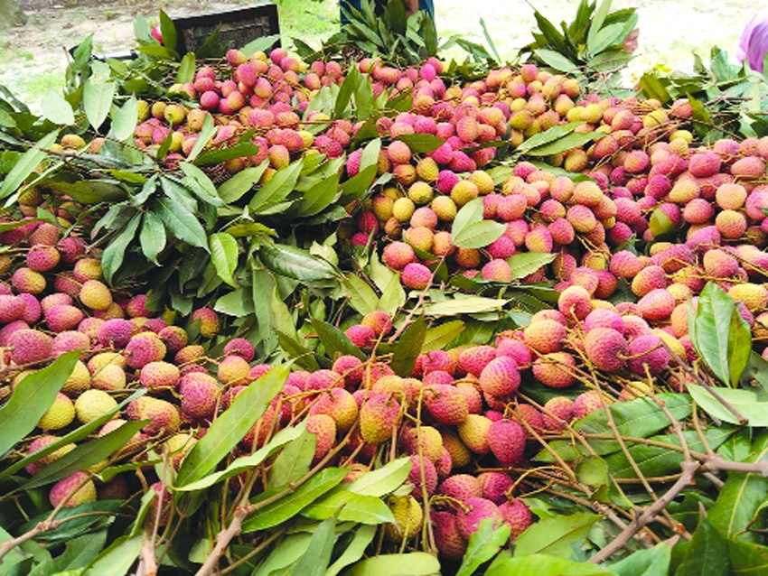 Litchi starts appearing in Rajshahi markets