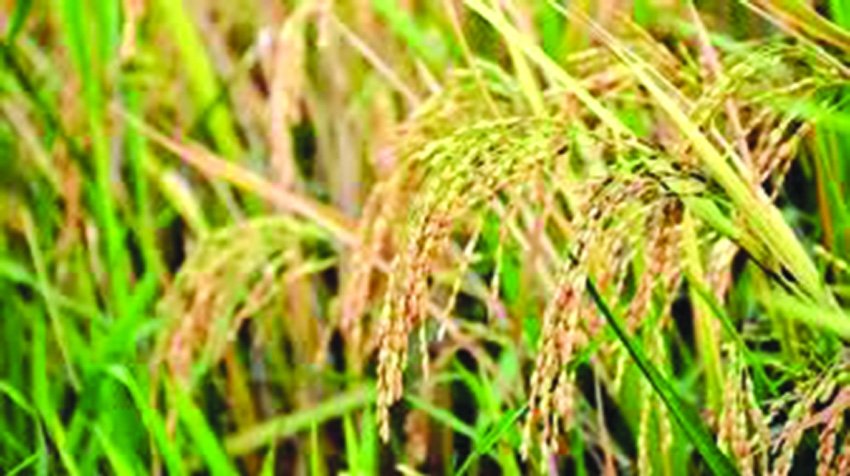 Low paddy prices leave Naogaon farmers reeling despite bumper yield