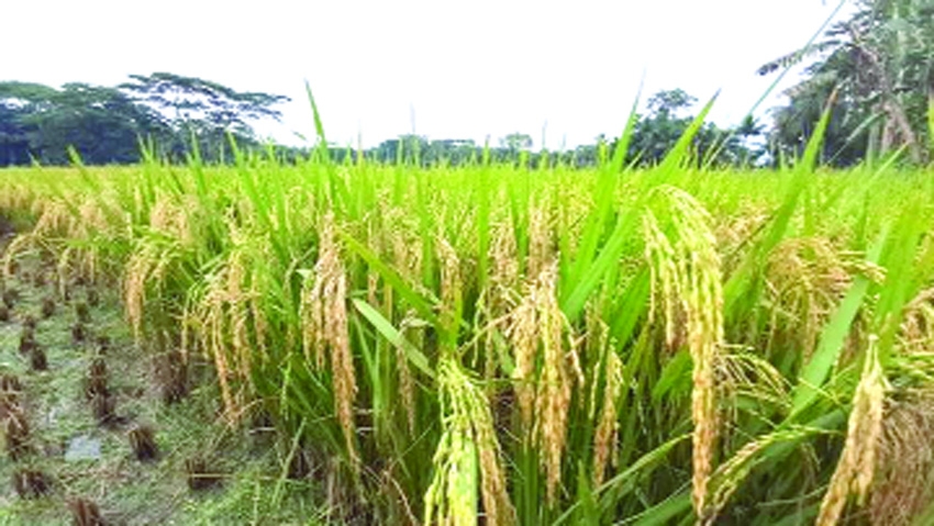 Bumper boro production under two irrigation projects in Chandpur