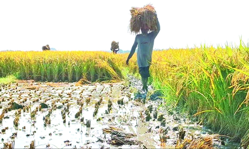 Continuous rain submerges ripe paddy in Jhenaidah
