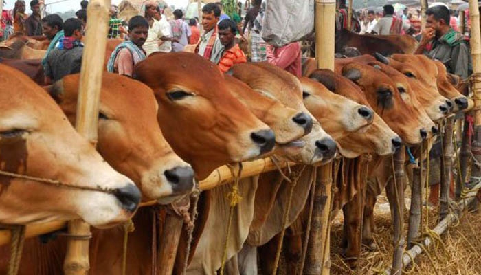 Artificial cattle fattening: what every qurbani buyer should know