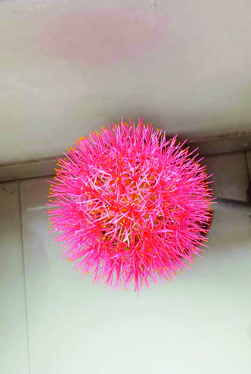 Beauty and Symbolic Essence of Mayflowers
