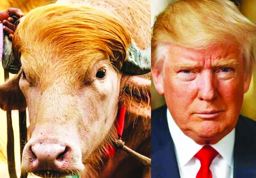 Albino Buffalo and the Deep State: Bangladesh’s Ritual of Defiance
