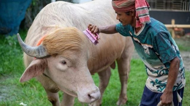 Albino buffalo 'Donald Trump' is not being sacrificed