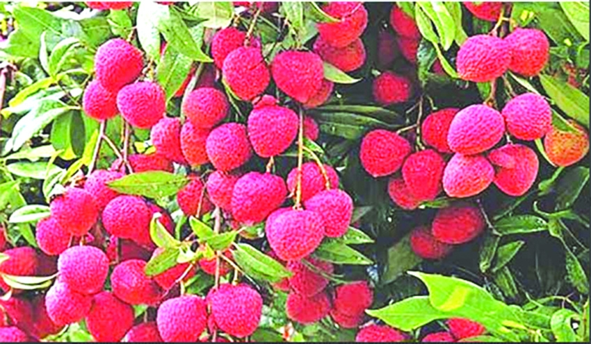 Dinajpur litchi markets buzz as harvest season begins  