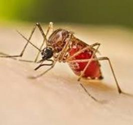 Dengue: 3 more die, 735 hospitalized
