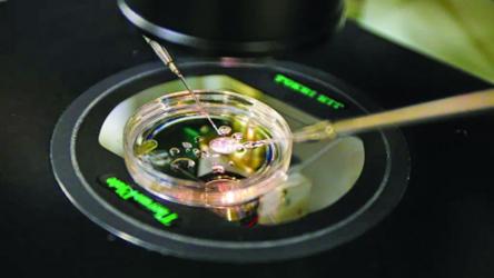 Scientists make embryos from  human skin DNA  for first time 