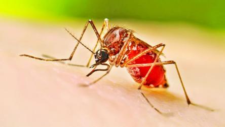 Dengue:  9 patients die, 1,042 hospitalized in 24hrs