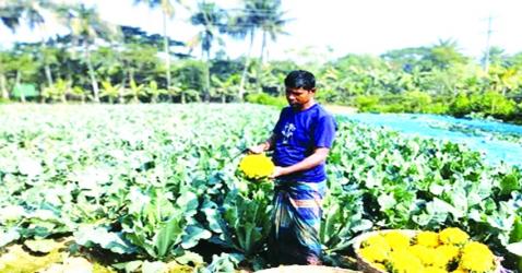 Coloured cauliflower farming brings smiles to Khulna farmers 