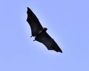 One person dead from Nipah virus in Bangladesh: WHO