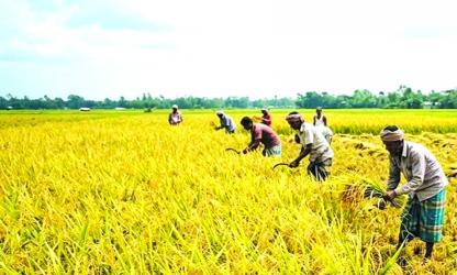 Boro harvesting gains momentum in Khulna amid weather concerns