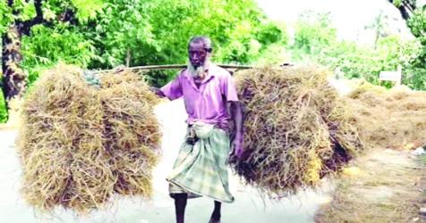 Sunamganj haor farmers worried over cattle feed shortage after crop loss
