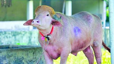 Zoo official suspended  over albino buffalo