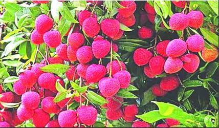 Dinajpur litchi markets buzz as harvest season begins  